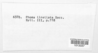 Phomopsis lirellata image